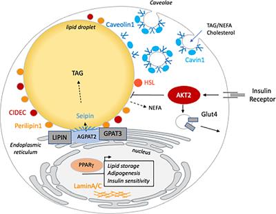 Not Enough Fat: Mouse Models of Inherited Lipodystrophy